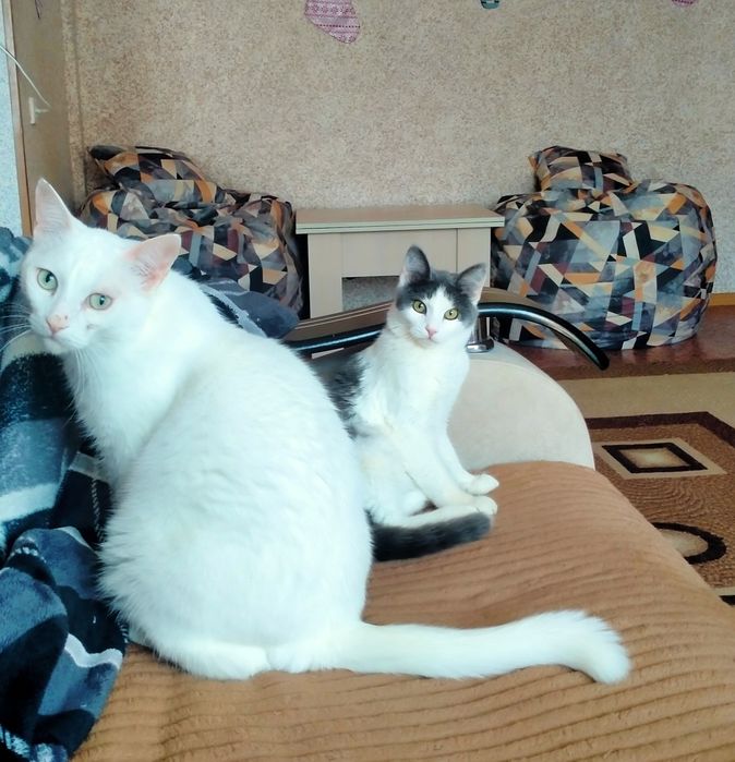 Котик в поисках дома!