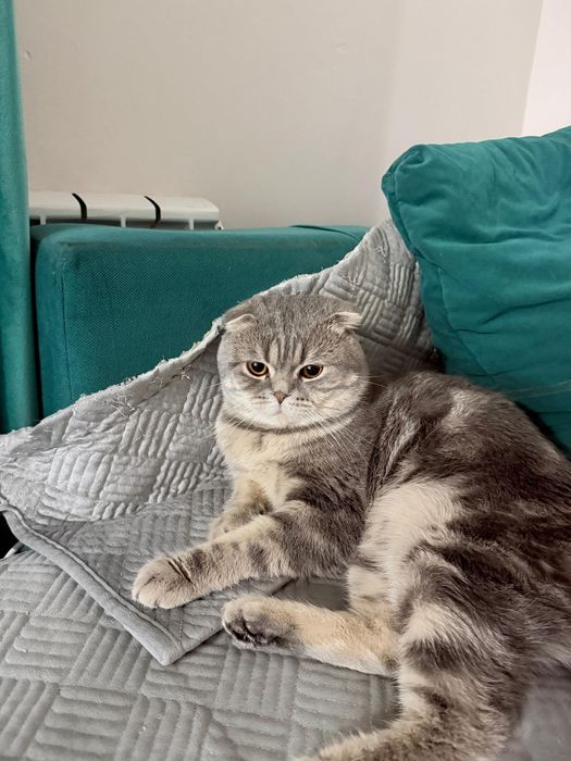Шотландский кот, отдается даром