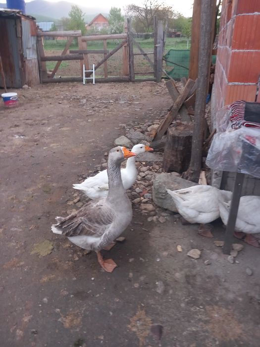 Gaste de vanzare Groșeni județul Arad