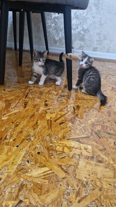 Отдам котят в хорошие руки бесплатно