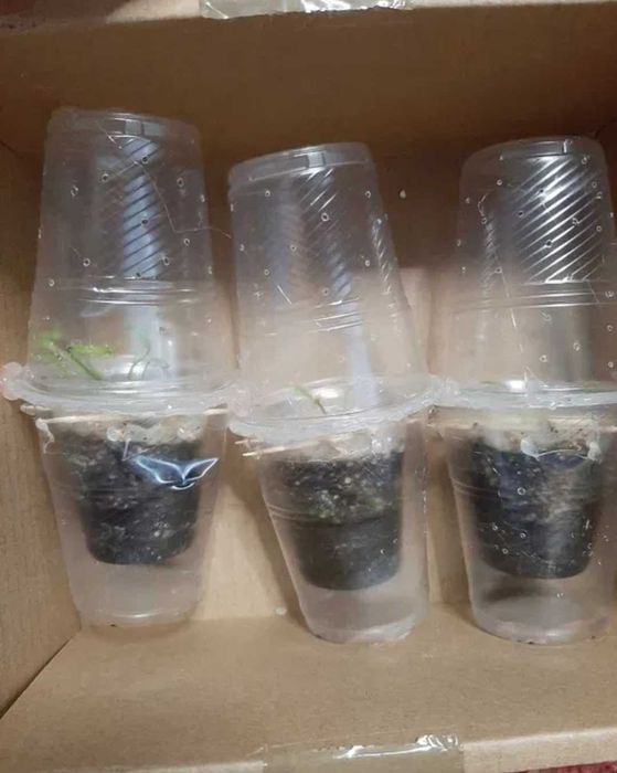 Росянка хищно растение