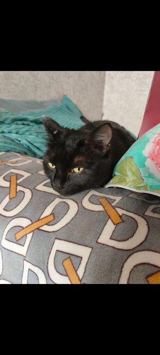 Кошка в добрые руки