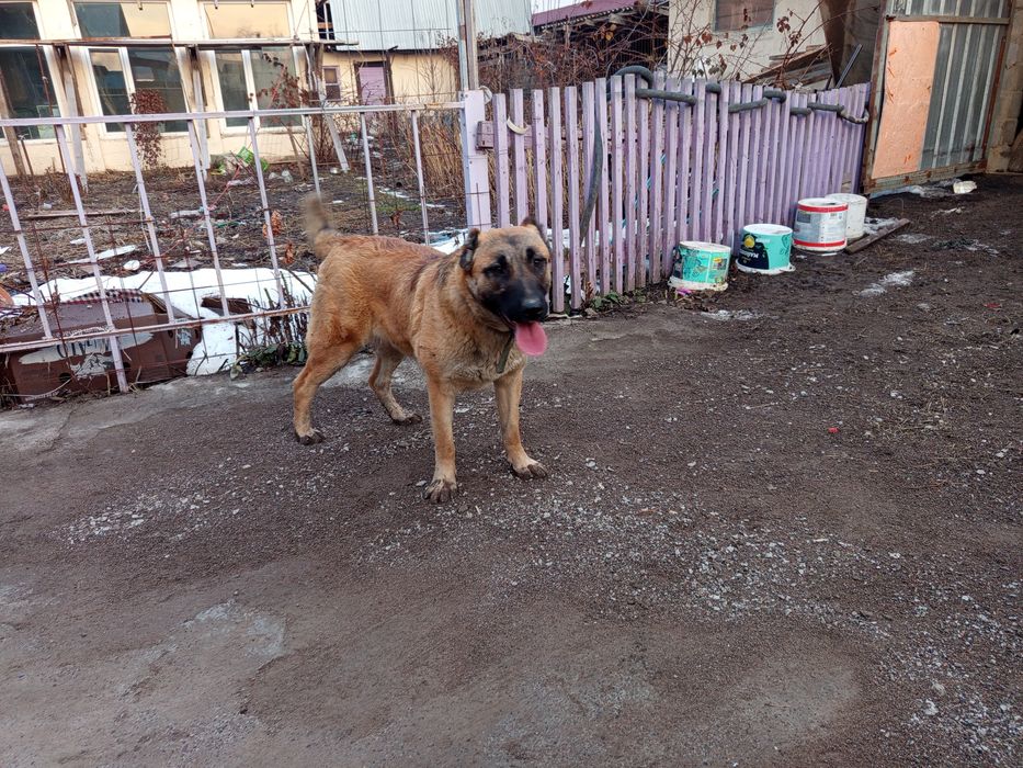 Девочка тобета 8 месяцев