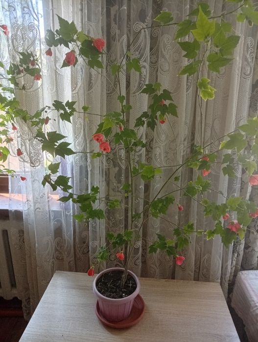Продам цветы домашние