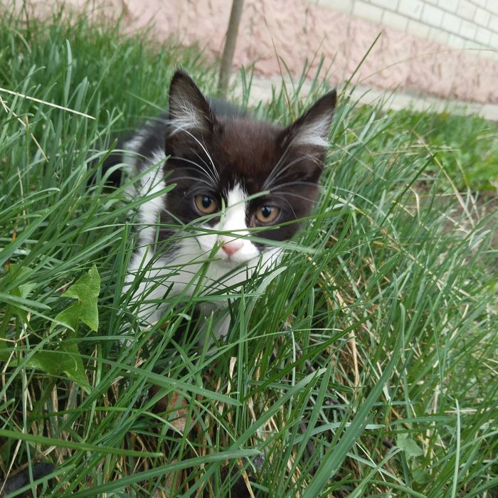 Отдам котика в добрые руки