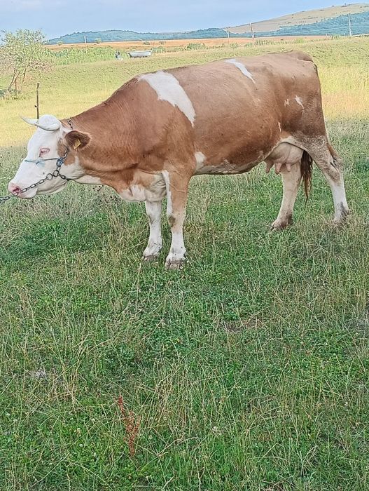 Vand vaca baltata romaneasca