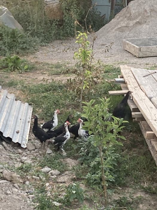 Продам не дорого