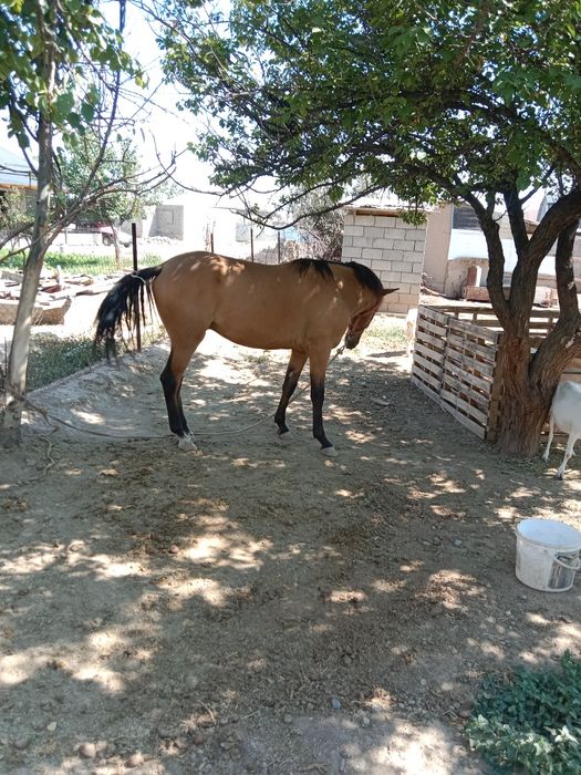 Англо Араб 3 жаста еркек