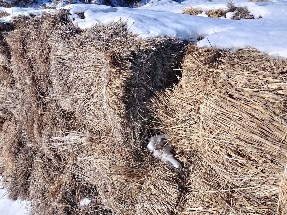 Сено в тюках не дорого