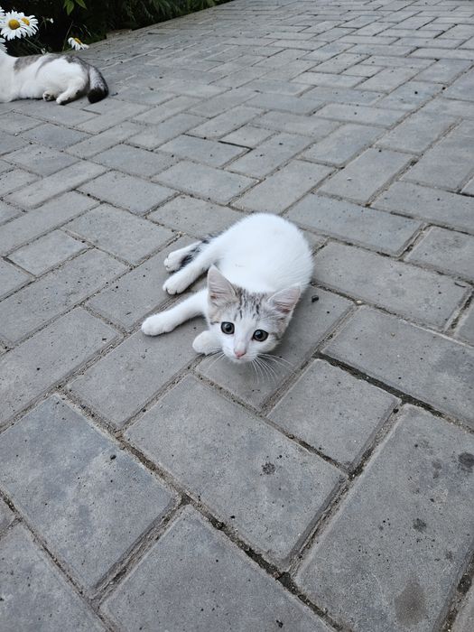 Отдам котёнка девочку в хорошие руки.