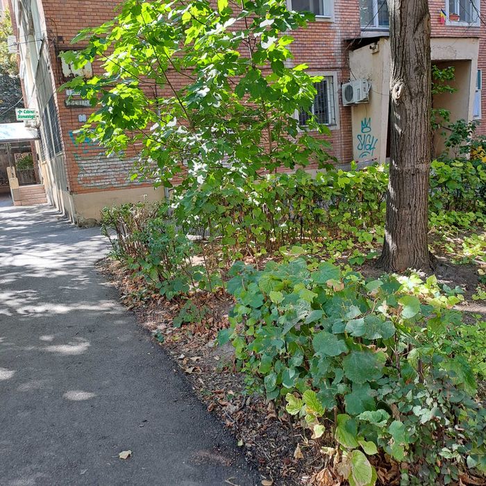 Proprietara, vand apartament 2 camere strada Gheorghe Lazar , nr.19, apartamentul 1, parter, Timisoara, telefon 0746214791