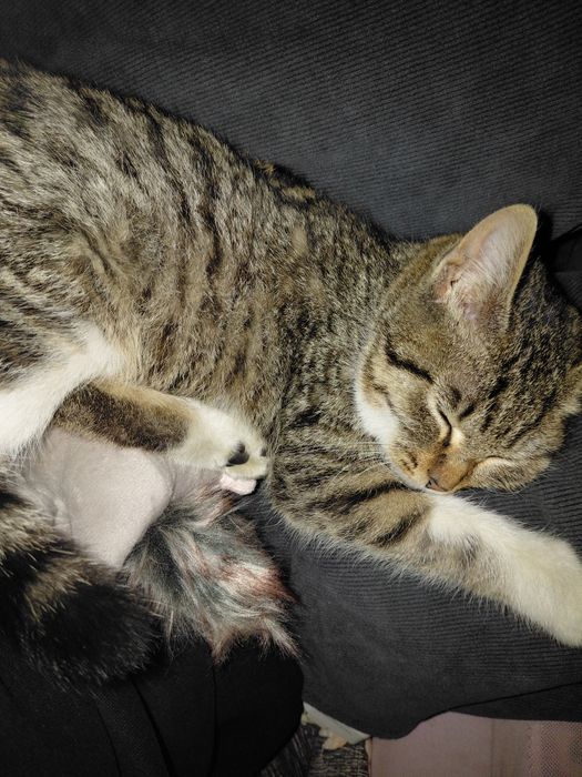 Mushuk bolasi 2 oylik