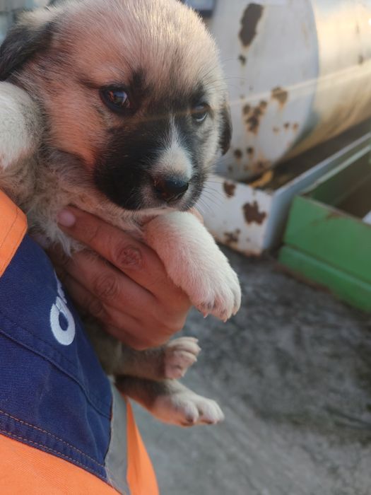 Donez Cățeluș pui