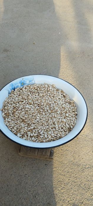 Qovoq urug'i  sotiladi