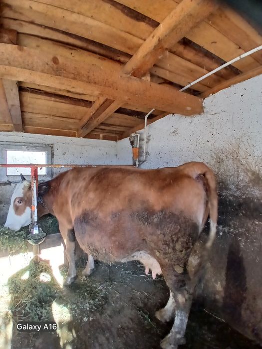 Vaca baltata românească gestantă