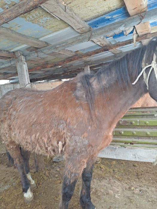 Семіз туу биелер сатылады