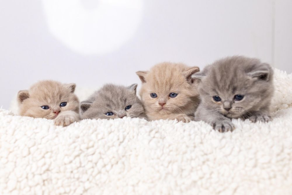 Британские котята классика