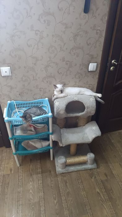 Две девочки в хорошие руки