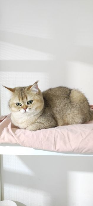 КотятТки БриТашкИ ЗолоТистЫе 9 мес