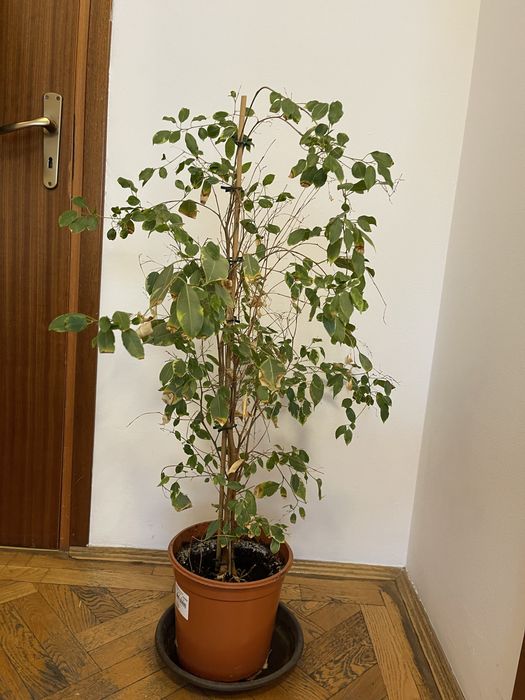 Plante ikea in ghiveci