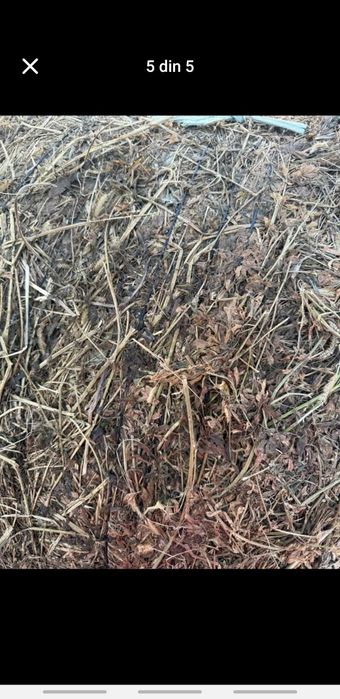 Vand baloti de lucerna infoliati