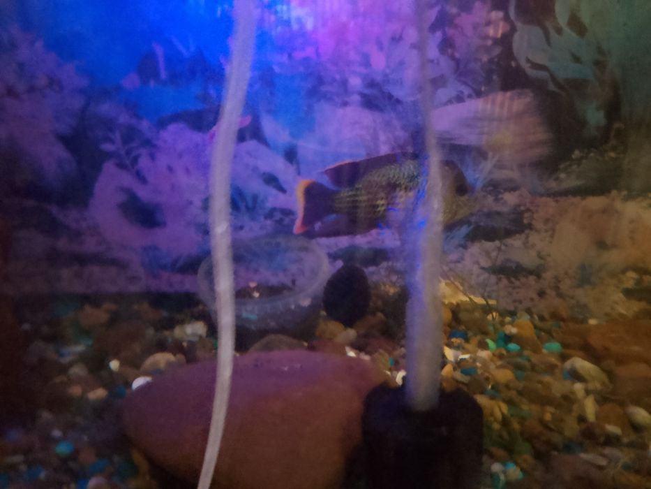 Аквариум с рыбами полный комплект