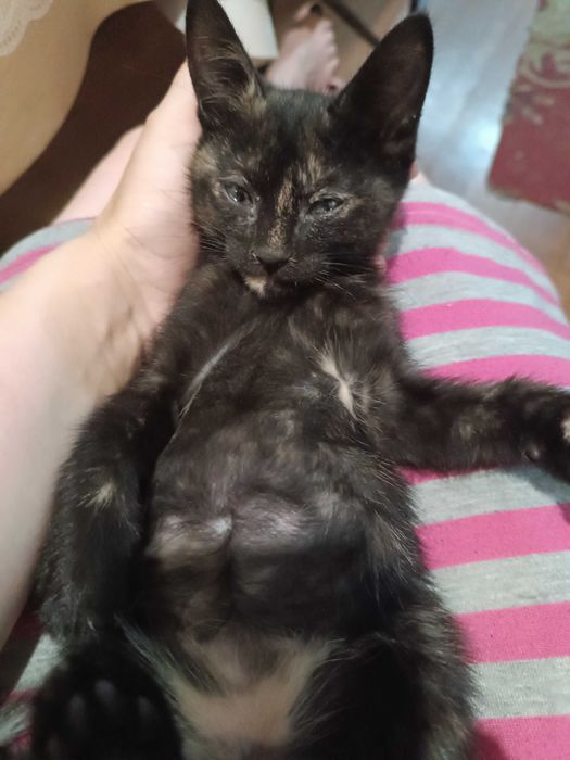 Котята в хорошие руки