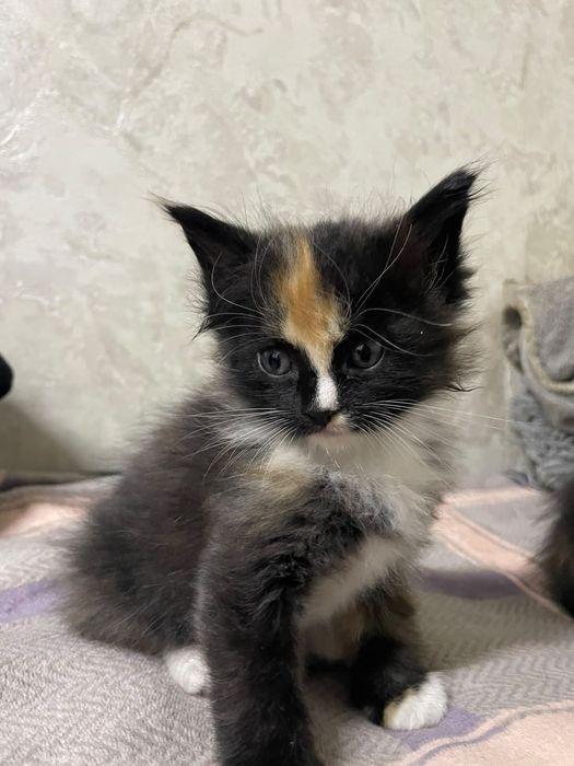 Отдам котят девочки
