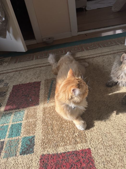 Солнечный котик в добрые руки