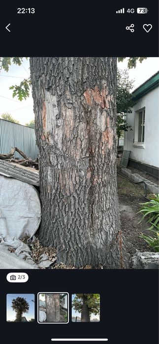 Продаем дуб для мебели!