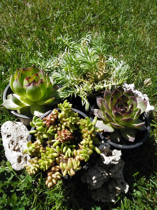 Дебелец  и  два вида седум