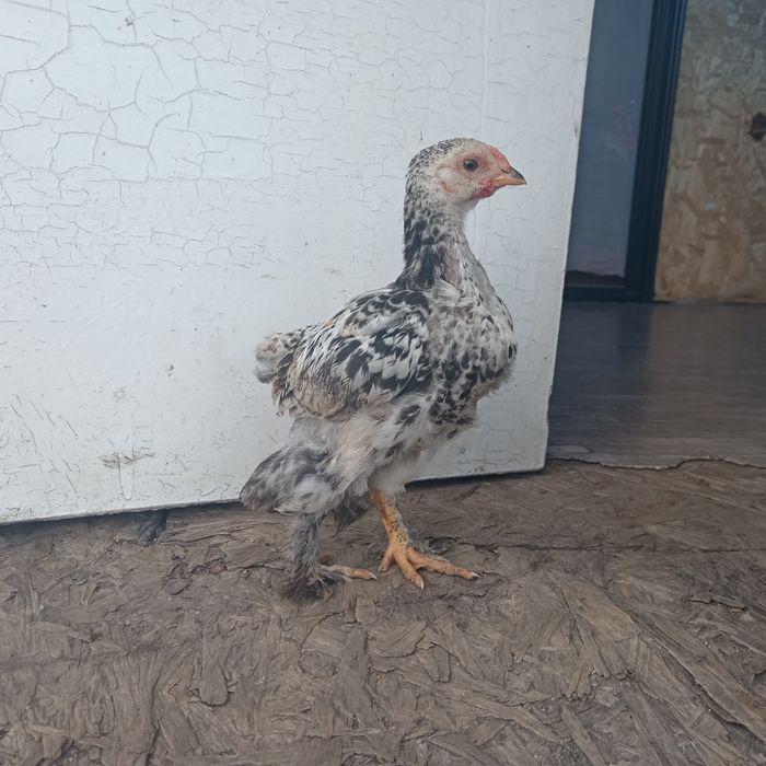 Продам петушков брама