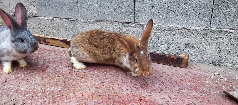 Зайци на различна възраст