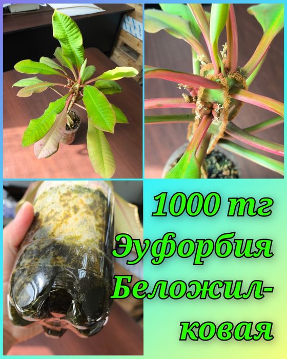 Бильбергия, Дримиопсис и другие