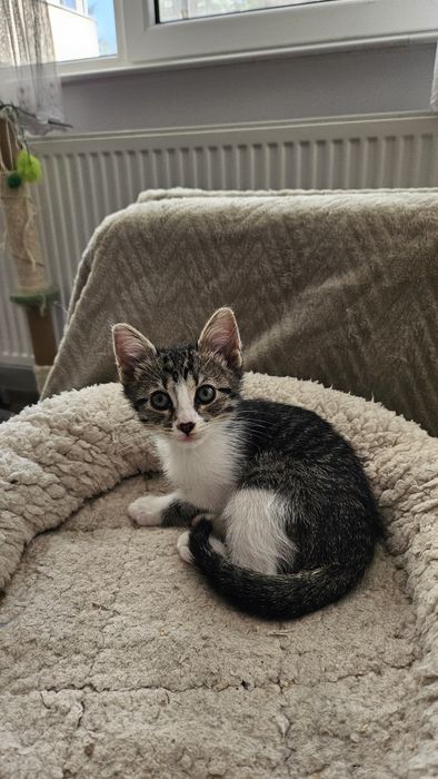 Pui pisica adoptie