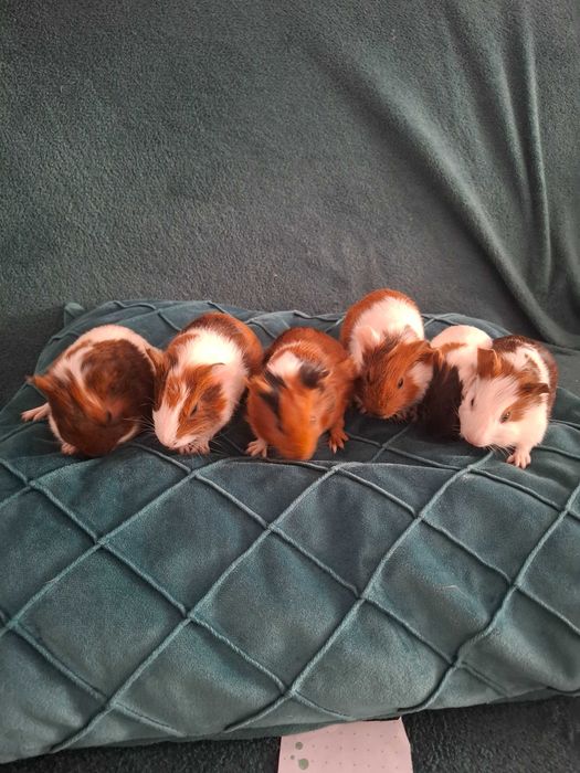 Porcusori de guineea