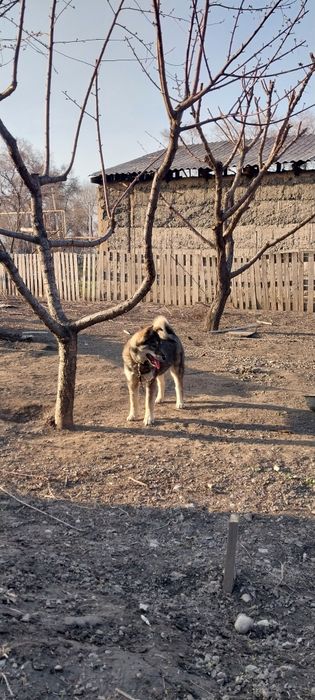 Западно сибирская лайка