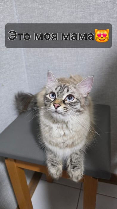 Продаётся котёнок девочка