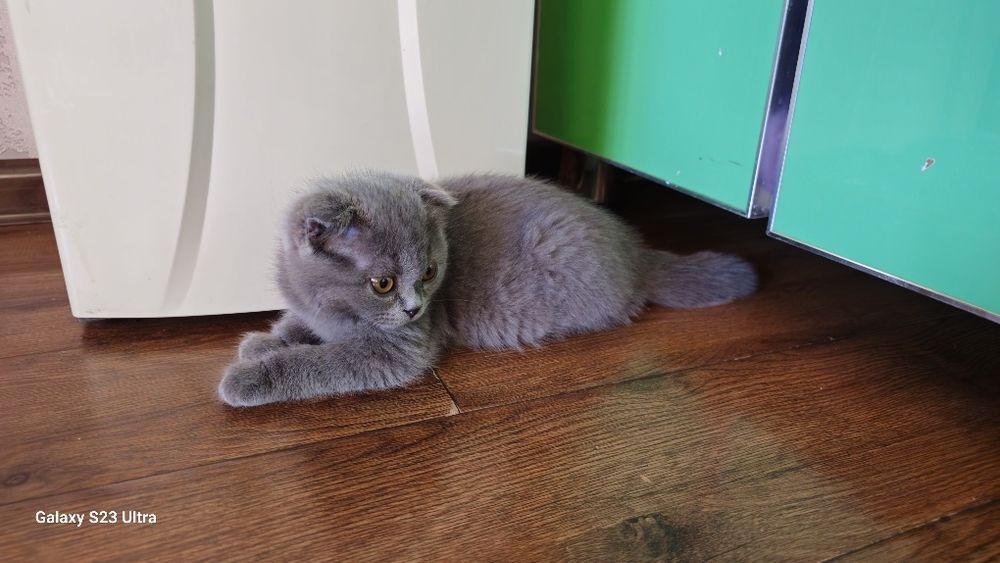 Mushuk sotiladi arzonga bervoramiza zotdor