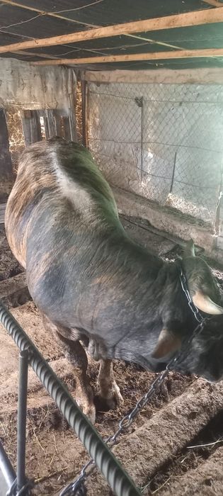 Бычок находиться в с Абай