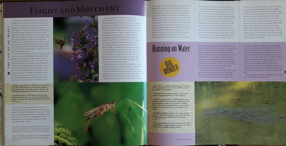 Album "Insecte", in limba engleza. Publicat in SUA