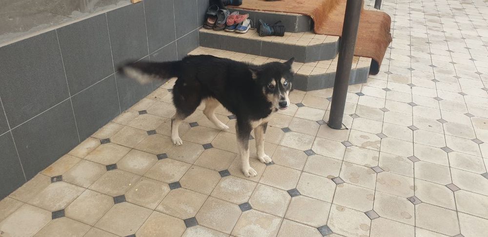 Layka xaski qiz bola yoshi bir yosh