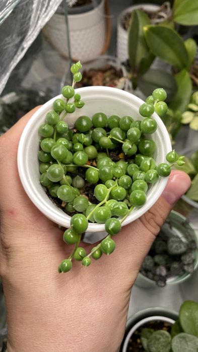 Продам крестовник Роули