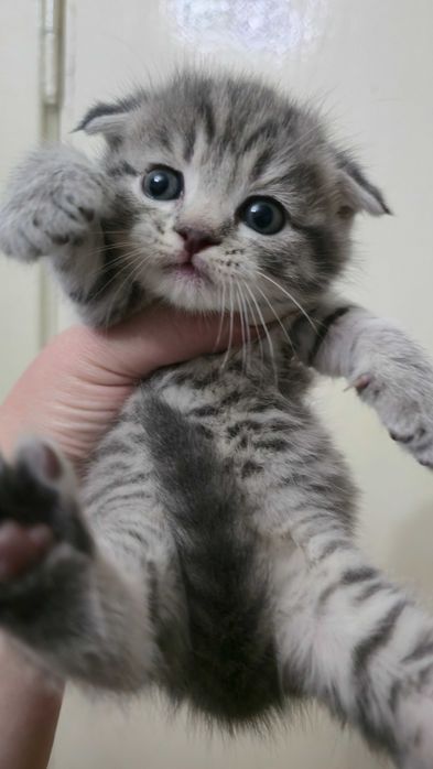 Продаются котята