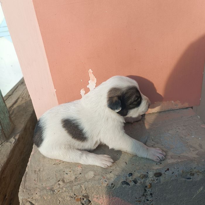 It bolalari sotiladi