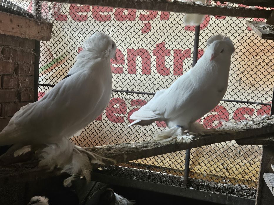 Porumbei uriasi magheari