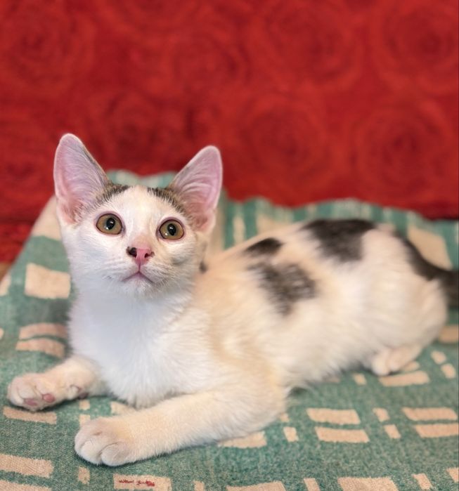 Котенок мальчик ищет дом