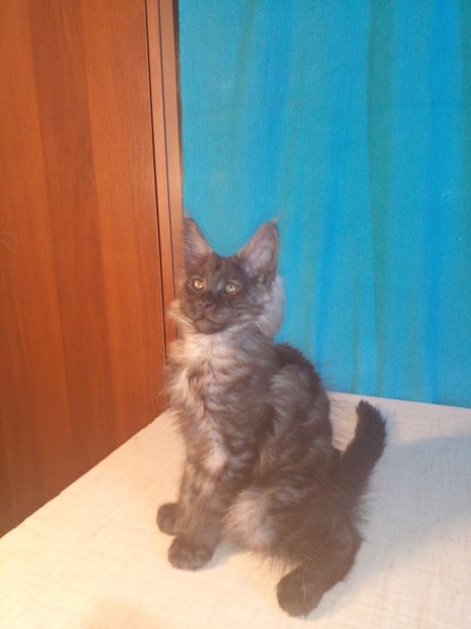 Продаю котят мейн-кунов.