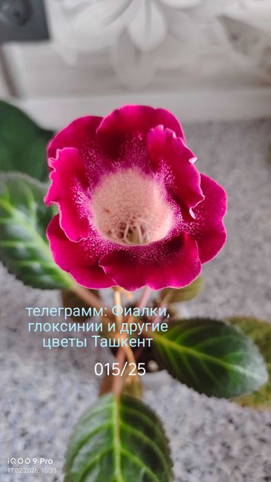 Глоксиния цветущая