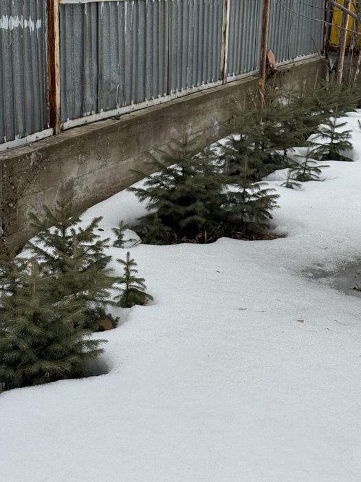 Продам ел. Елки саженцы